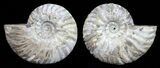 Polished Ammonite Pair - Agatized #56290-1